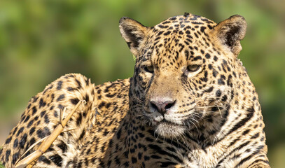 onça pantanal