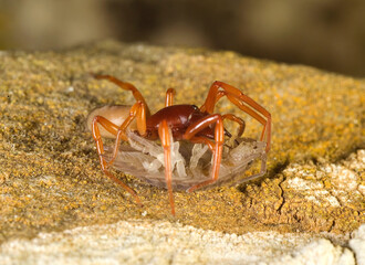 Woodlouse spider or sowbug hunter (Dysdera crocata) is a spider native to Mediterranan Basin but with a cosmopolitan distribution today.. Sardinia, Italy