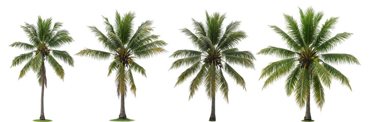 set of coconut palms png