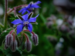 Closeup photo of purple Borage flower edible plant with blurry background.  Outside in nature garden. Ready for your meme, text copy, messages, and marketing.