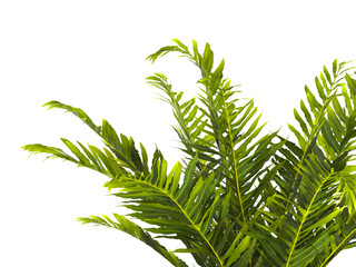 fern branch isolated transparent background. PNG fern leaves isolated transparent. miniature tree...