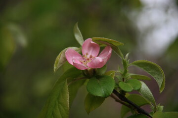 カリン　Pseudocydonia sinensis