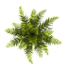 fern tree transparent PNG. fern plant isolated transparent background. Blechnum Gibbum. Silver Lady, Dwarf Tree Fern. miniature tree fern. Oceaniopteris gibba. outdoor plant PNG. fern leaves foliage. © shan