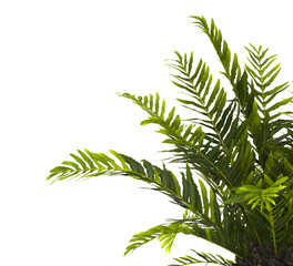 fern branch isolated transparent background. PNG fern leaves isolated transparent. miniature tree fern. fern plant isolated white. Blechnum Gibbum. Silver Lady, Dwarf Tree Fern. Oceaniopteris gibba.
