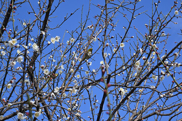 早春の梅とメジロ、堀之内公園にて