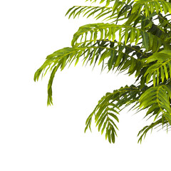 fern branch isolated transparent background. PNG fern leaves isolated transparent. miniature tree fern. fern plant isolated white. Blechnum Gibbum. Silver Lady, Dwarf Tree Fern. Oceaniopteris gibba.