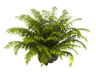 fern tree transparent PNG. fern plant isolated transparent background. miniature tree fern. Blechnum Gibbum. Silver Lady, Dwarf Tree Fern. Oceaniopteris gibba. outdoor plant PNG. fern leaves foliage.