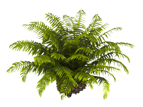 fern tree transparent PNG. fern plant isolated transparent background. miniature tree fern. Blechnum Gibbum. Silver Lady, Dwarf Tree Fern. Oceaniopteris gibba. outdoor plant PNG. fern leaves foliage.