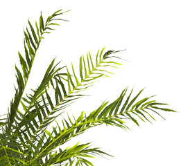 fern branch isolated transparent background. PNG fern leaves isolated transparent. fern plant isolated white. Blechnum Gibbum. Silver Lady, Dwarf Tree Fern. Oceaniopteris gibba. miniature tree fern.