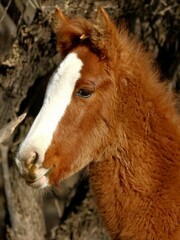 Portrait of a Wild Horse Foal 