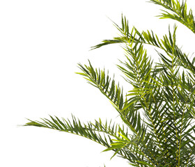 fern branch isolated transparent background. PNG fern leaves isolated transparent. fern plant isolated white. Blechnum Gibbum. Silver Lady, Dwarf Tree Fern. Oceaniopteris gibba. miniature tree fern.