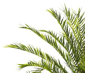 fern branch isolated transparent background. PNG fern leaves isolated transparent. fern plant isolated white. Blechnum Gibbum. Silver Lady, Dwarf Tree Fern. Oceaniopteris gibba. miniature tree fern.