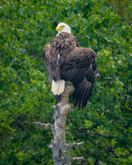 Bald eagle perched on tree with wings spread open