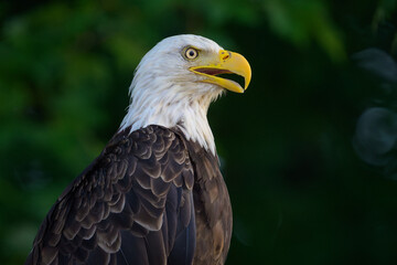 Close-up portrait of bald eagle head and shoulders