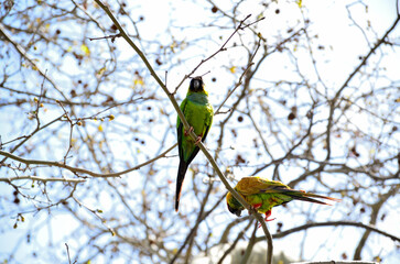 Black Face parrots on a Plantain Tree.  Same size as common parrots but stronger, noisier, and more colorful.  They carve their nests inside tree trunks and are a rare sight.  