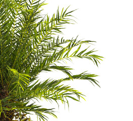 fern branch isolated transparent background. PNG fern leaves isolated transparent. fern plant...