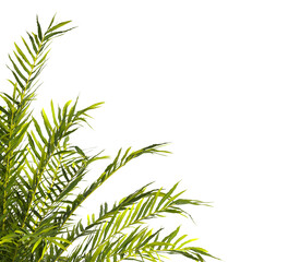 fern branch isolated transparent background. PNG fern leaves isolated transparent. fern plant isolated white. Blechnum Gibbum. Silver Lady, Dwarf Tree Fern. Oceaniopteris gibba. miniature tree fern.