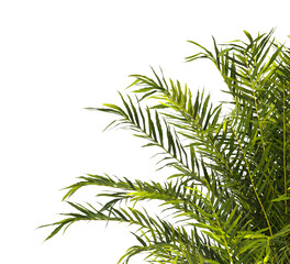 fern branch isolated transparent background. PNG fern leaves isolated transparent. fern plant isolated white. Blechnum Gibbum. Silver Lady, Dwarf Tree Fern. Oceaniopteris gibba. miniature tree fern.
