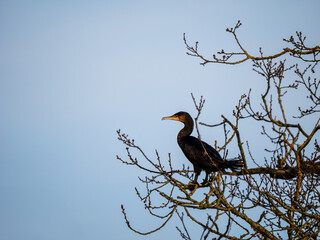 A Cormorant Perched in a Tree