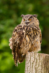 great horned owl