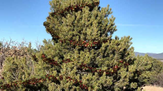 Decorated Pine Tree on the Side of the Road