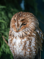 Close-up of a Tawny Owl
