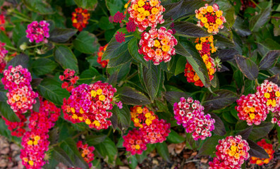 Obraz premium colorful lantana flowers in garden