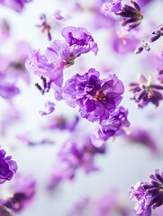 Obraz premium Beautiful Purple Flowers with Delicate Petals on Soft Background