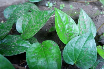 Betel leaf (Piper betle L.), a vining herbal plant with high antiseptic properties, is showcased...
