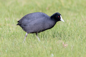 Eurasian Coot Among Grass