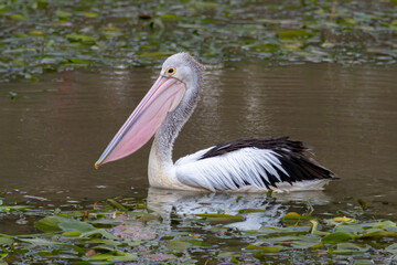 Australian Pelican Floating on Water