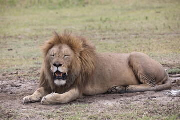An alpha male lion lounges in the golden Serengeti grass, taking a peaceful nap under the Tanzanian sun.