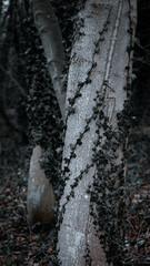 Twisted Tree Trunks and Tree Textures