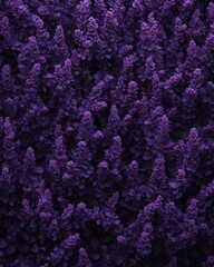 Vibrant Purple Floral Background with Abundant Blossoms in Bloom