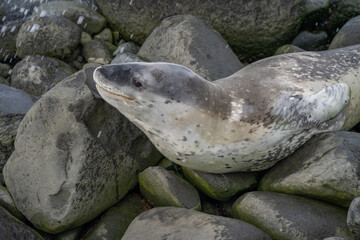 leopard seal resting on rocks in Antarctica