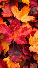 Fototapeta premium Vibrant Autumn Leaves in Shades of Red, Orange, and Yellow