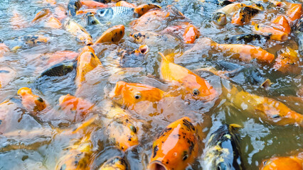 Goldfish and koi in the pond and come to the surface when fed.