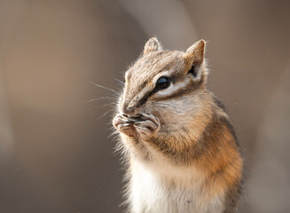 Obraz premium Chipmunk munching seeds
