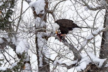 Bald eagle (Haliaeetus leucocephalus) eating fish; Grand Teton NP; Wyoming