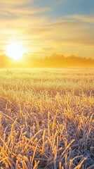 Naklejka premium Frosty Morning Sunrise Over Icy Grass Landscape in Golden Light