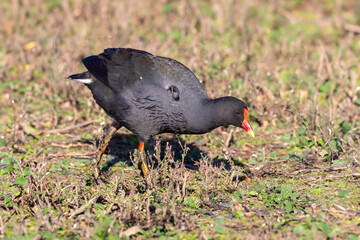 Dusky Moorhen Exploring Wetland Vegetation