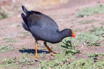 Dusky Moorhen on Grass with Green Background