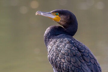 Great Cormorant Close-Up