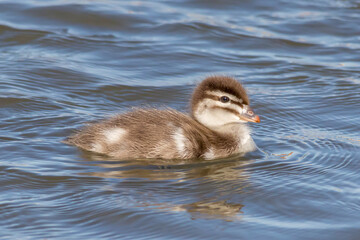 Australian Wood Duckling Floating on Water
