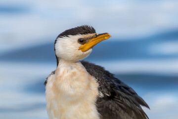 Little Pied Cormorant with Smooth Water Background