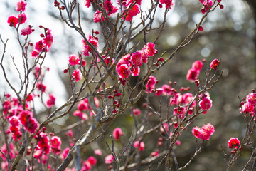 南立石公園のウメ