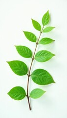 Obraz premium delicate branch of green leaves on white background, serene background, green leaf branch