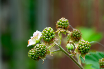 Green blackberry buds developing in a garden setting