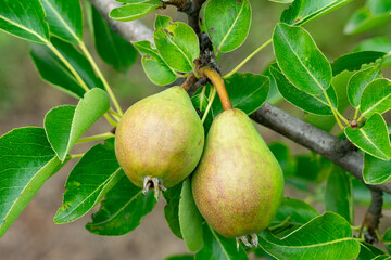 Green pears growing on a tree branch in a lush garden