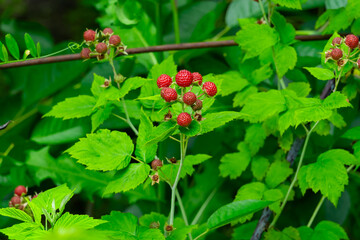 Red and green raspberry plants thriving in natural environment